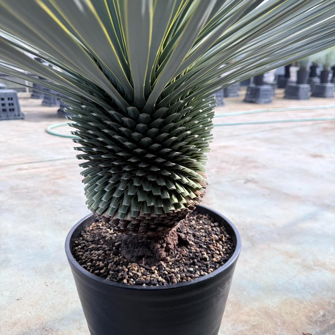 【AL1176】ユッカ　ロストラータ　超美形　極太　シルバーブルー　葉数多