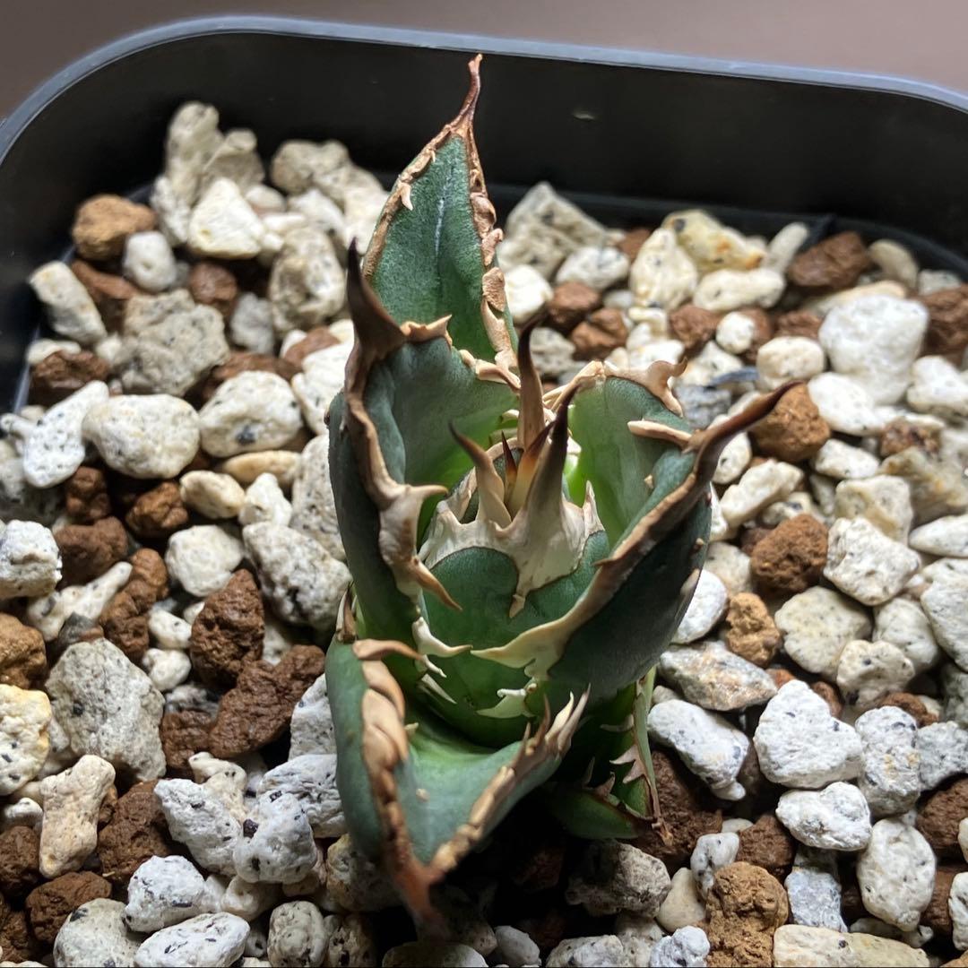 選抜【REZA産】イラン株　特選　太棘　アガベ　チタノタ　NOVA ノヴァ