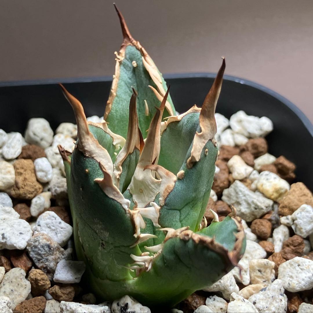 選抜【REZA産】イラン株　特選　太棘　アガベ　チタノタ　NOVA ノヴァ