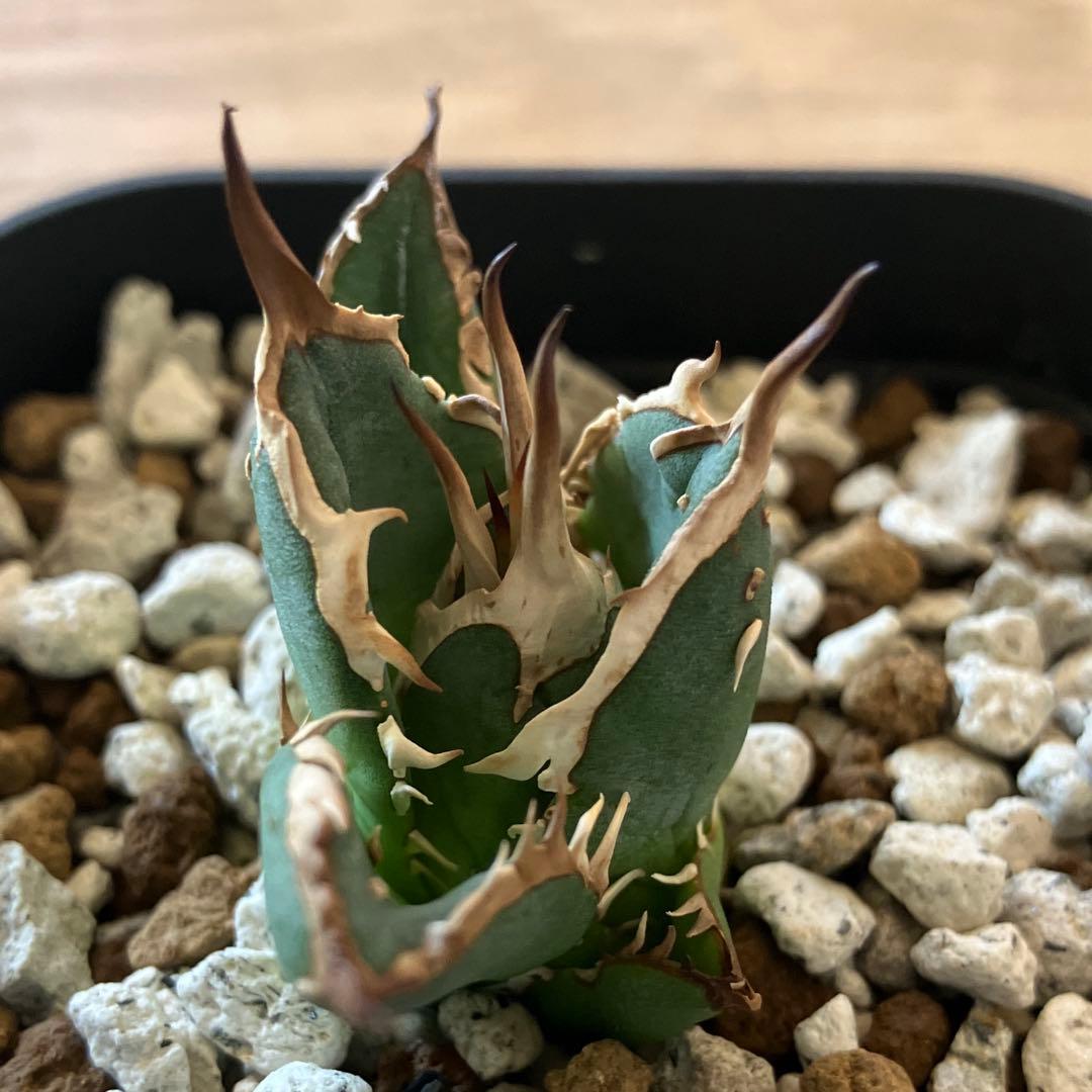 選抜【REZA産】イラン株　特選　太棘　アガベ　チタノタ　NOVA ノヴァ