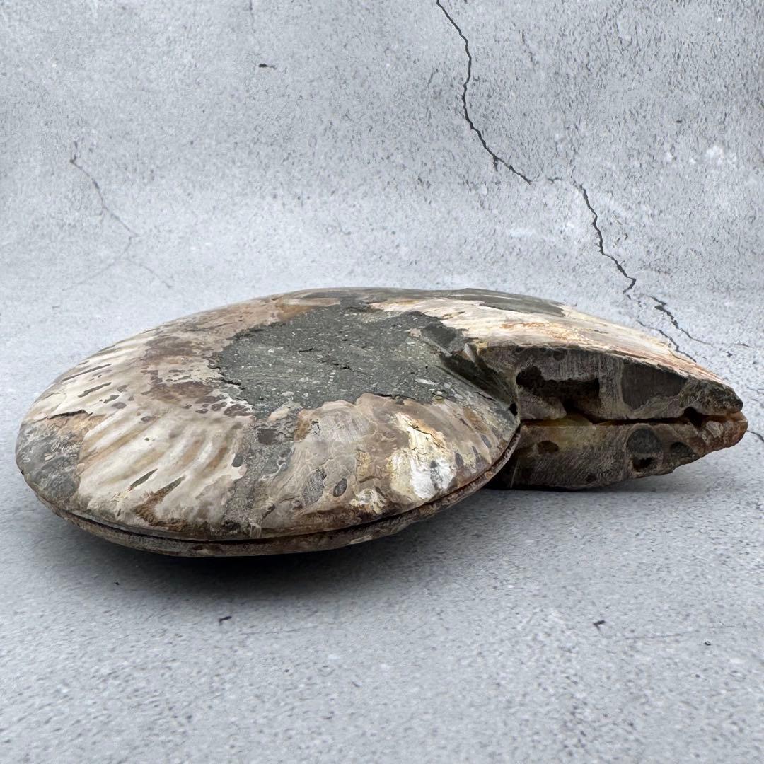 G-137天然アンモナイト 化石 左右対称ペアスライス 台座付き 鑑賞標本