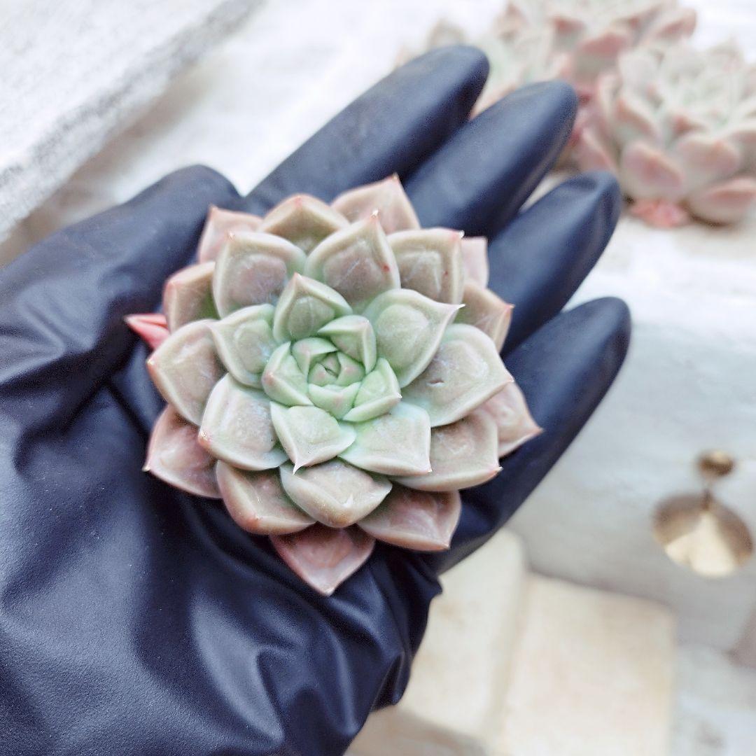 ドクターストレンジ◎多肉植物 カット苗 韓国苗 エケベリア等