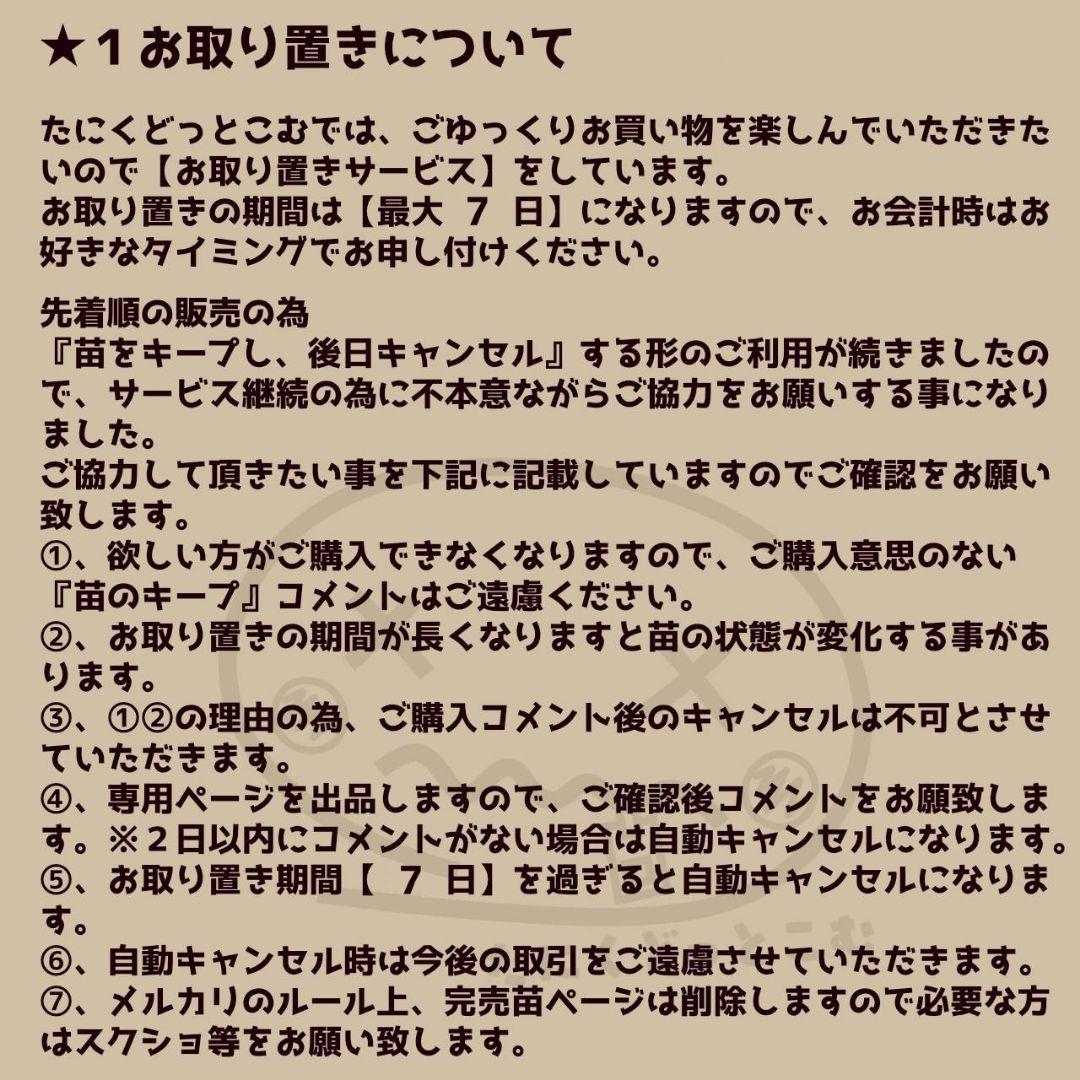 ドクターストレンジ◎多肉植物 カット苗 韓国苗 エケベリア等