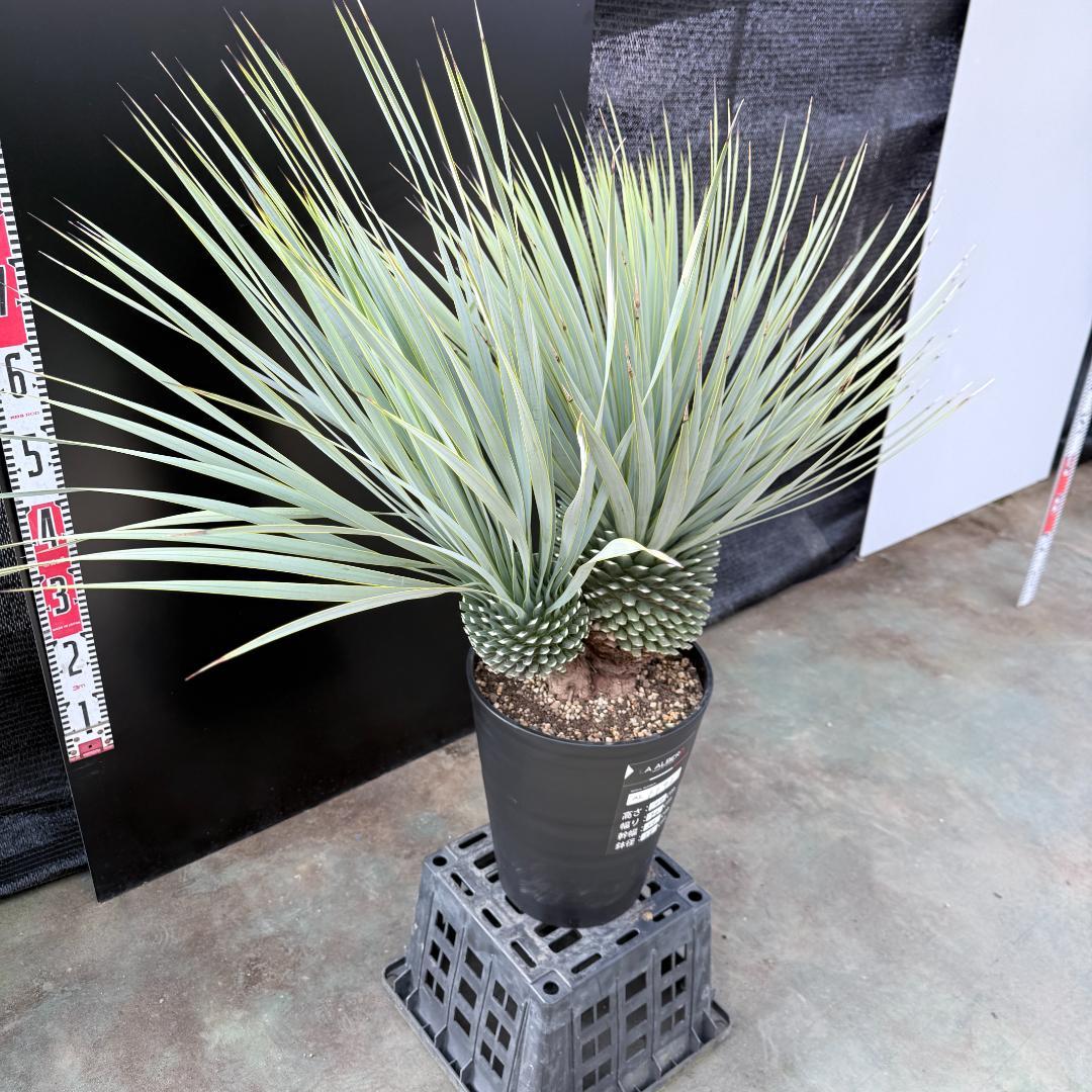 【AL1192】ユッカ　ロストラータ　ダブルベッド