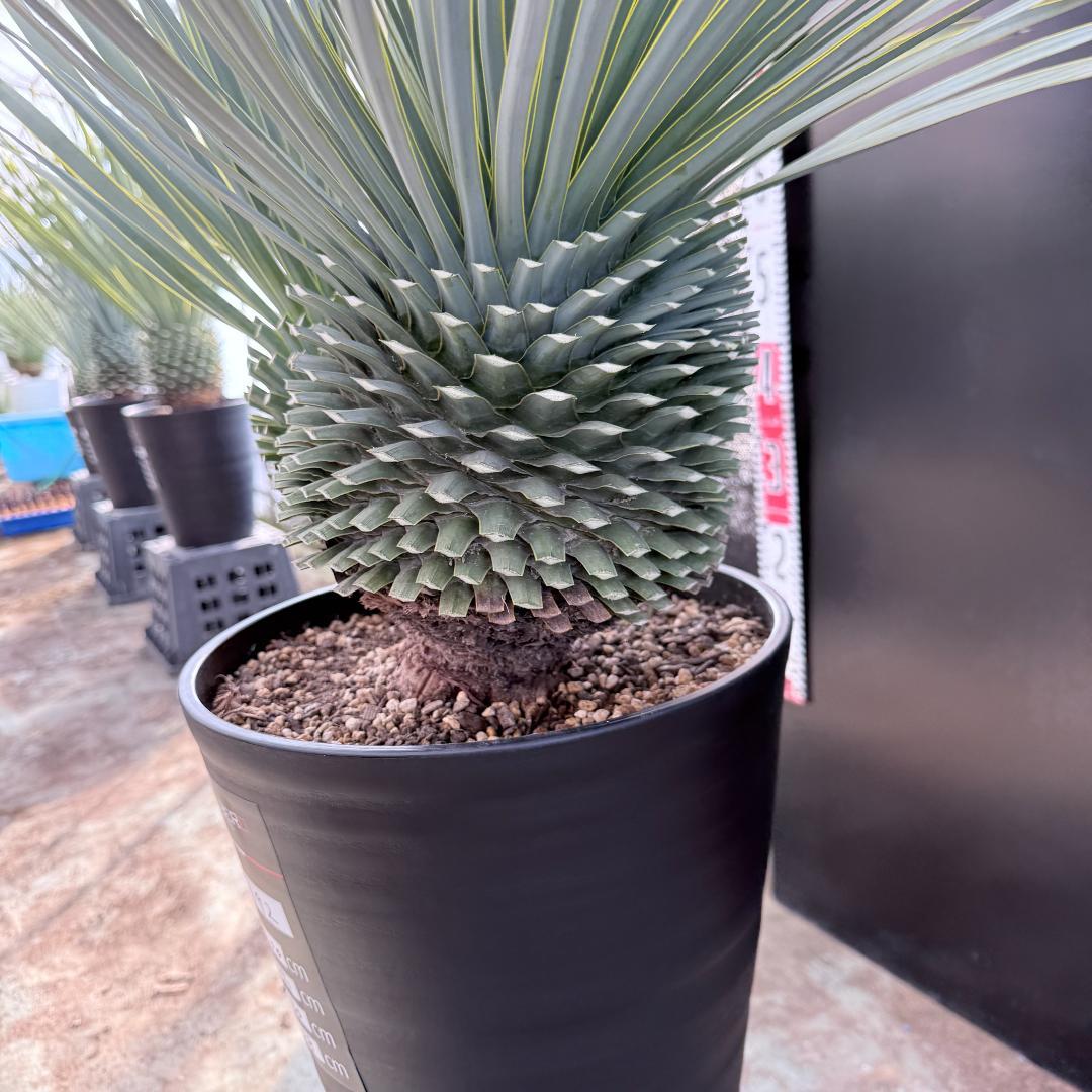 【AL1192】ユッカ　ロストラータ　ダブルベッド