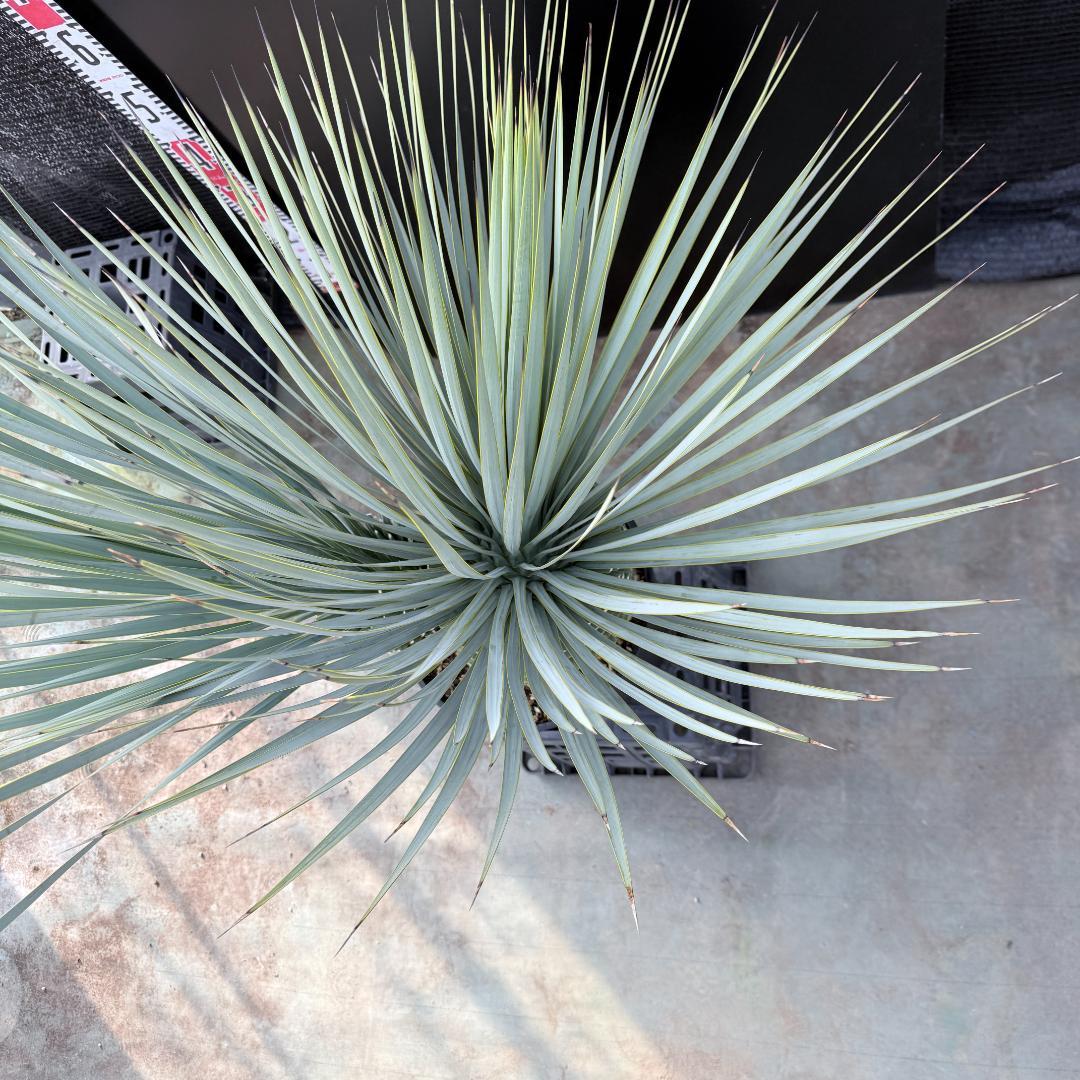 【AL1192】ユッカ　ロストラータ　ダブルベッド