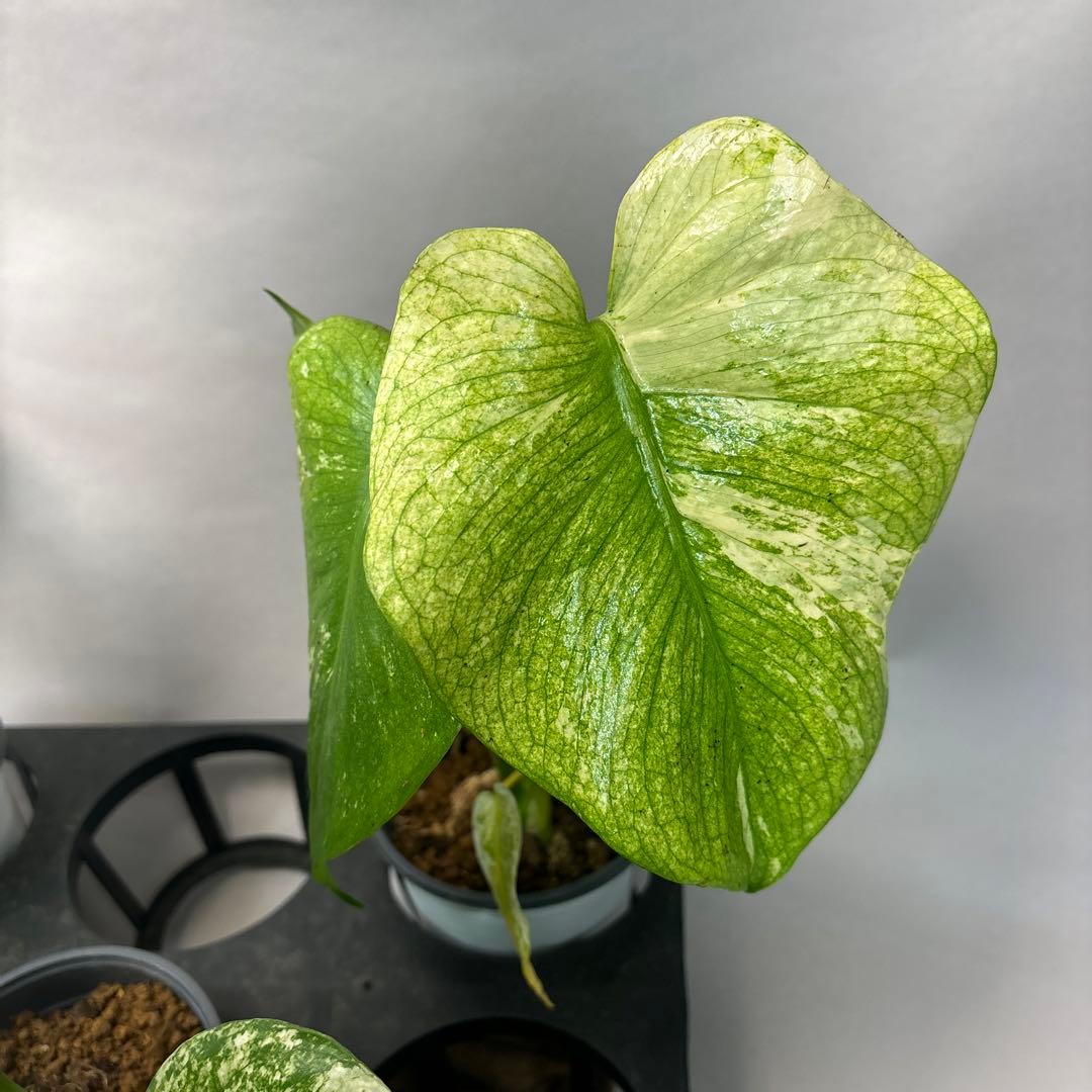 S*T様 5株セットms41【特別選抜】ホワイトモンスター／天津蘭 モンステラ斑