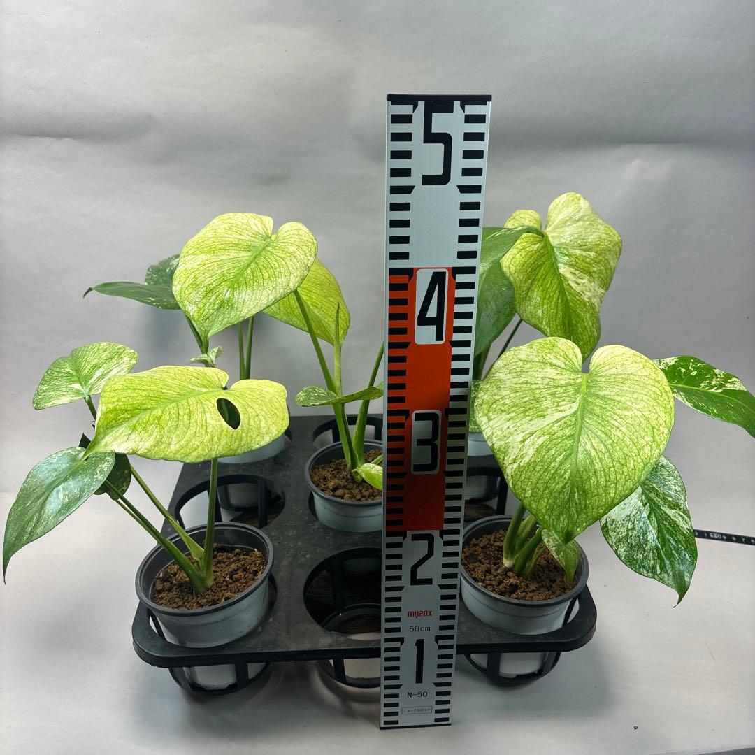 S*T様 5株セットms41【特別選抜】ホワイトモンスター／天津蘭 モンステラ斑