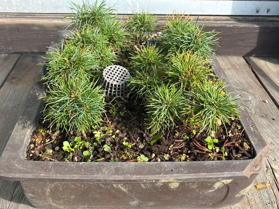 14本セット ★盆栽★ 赤石五葉松　 E-8 ★愛媛県より発送★