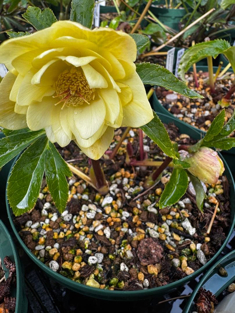 加藤農園 多弁ゴールド