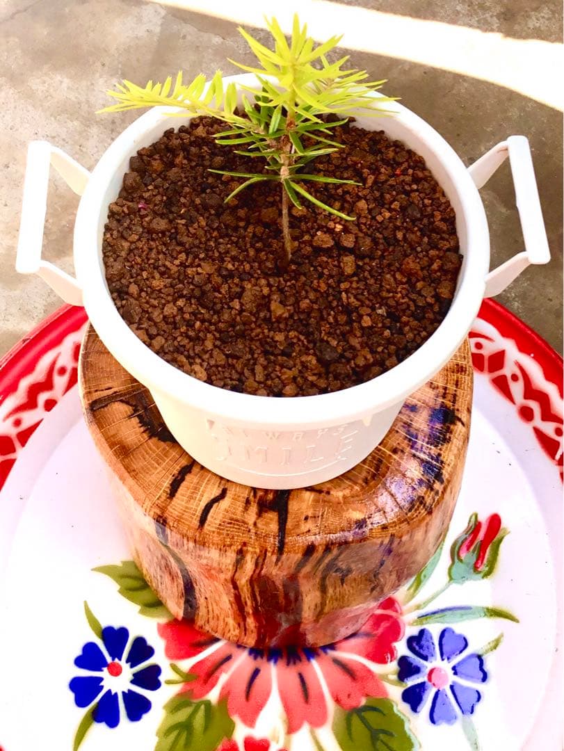 完売【可愛い野生のもみの木さん/クリスマスツリー】樅の木/モミの木/今年2年生