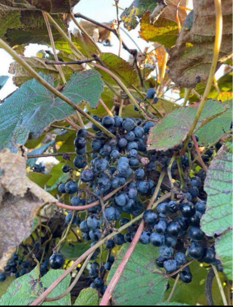 招き猫★完熟糖度22度岩手県産山ぶどう原液ジュース360ml20本