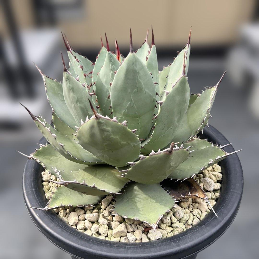 アガベ　パリーハイブリッド