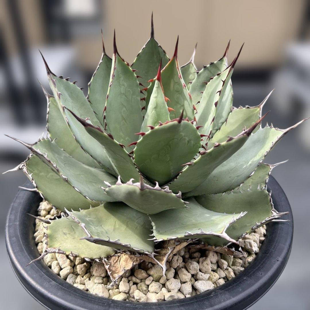 アガベ　パリーハイブリッド