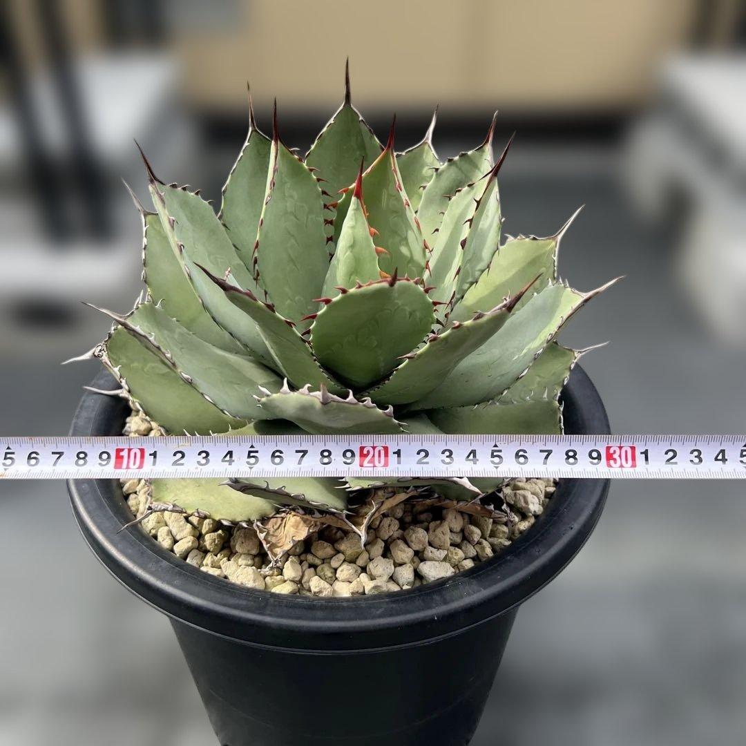 アガベ　パリーハイブリッド