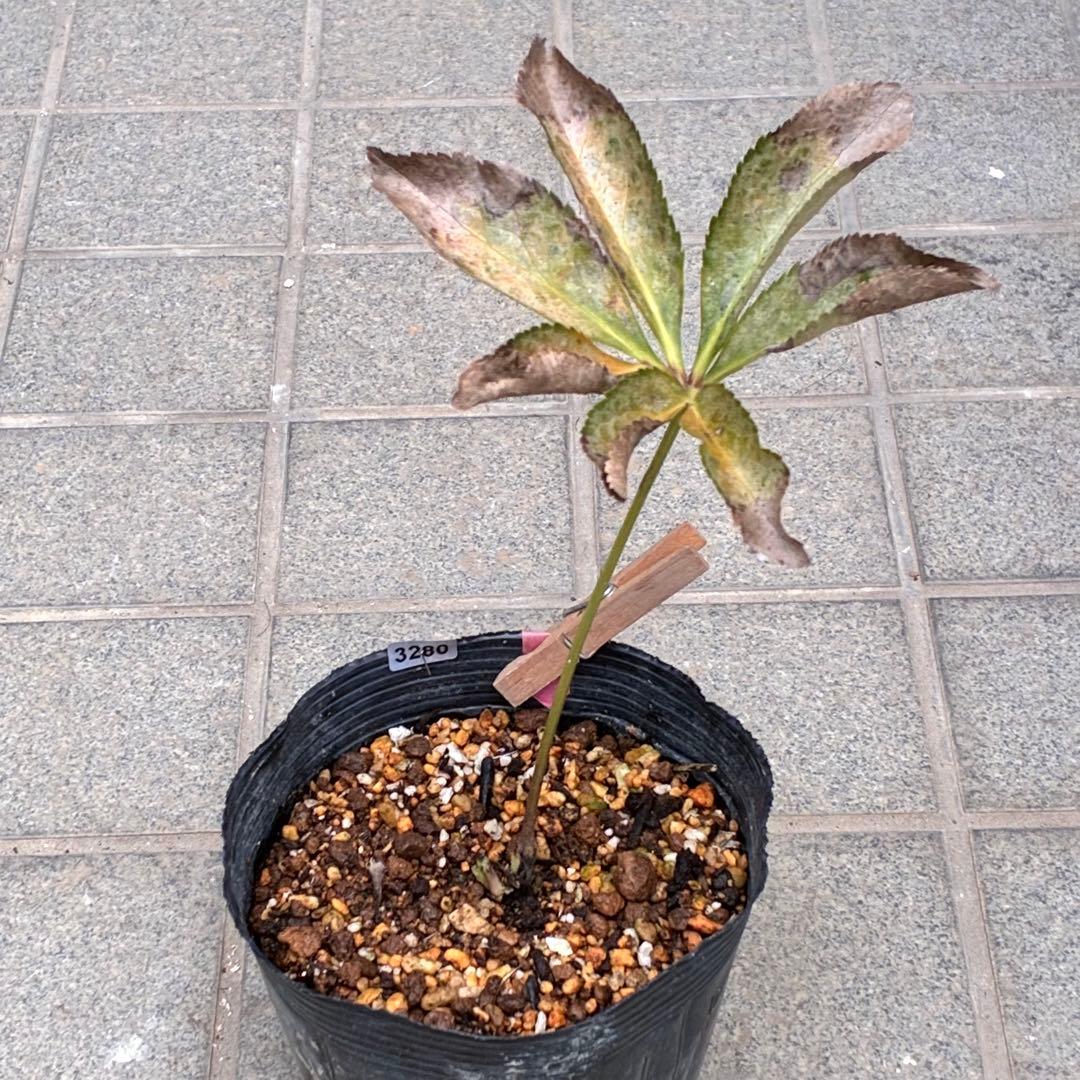 r*i様 ☘️ラスト2☘️超超超レア☘️❤️根充実❤️新芽❤️3280⭐️NEW