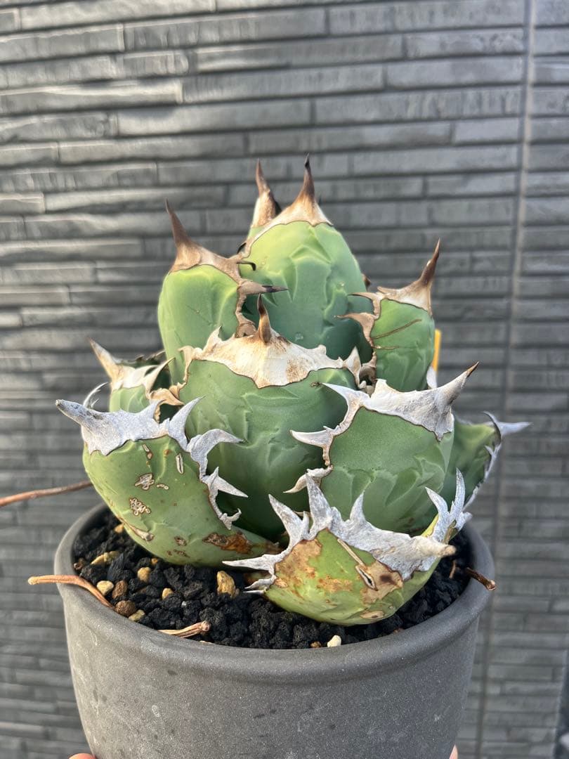 アガベ オアハカオテロイ