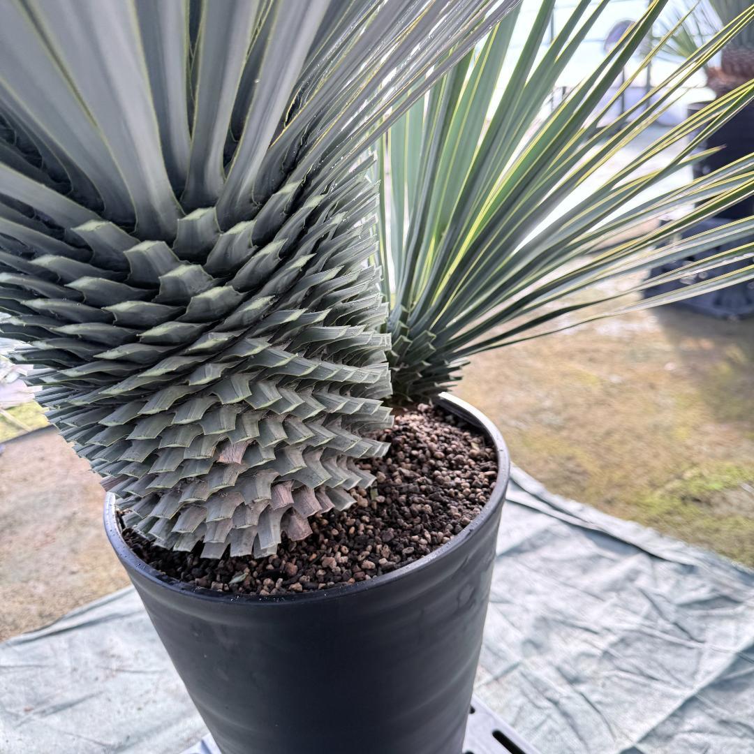 【AL1116】ユッカ　ロストラータ　希少ダブルヘッド