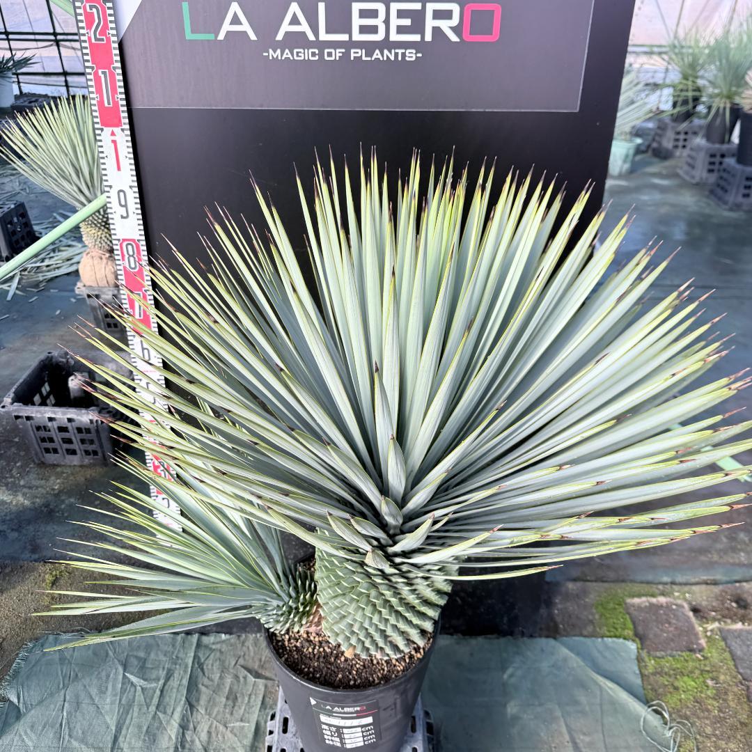 【AL1116】ユッカ　ロストラータ　希少ダブルヘッド