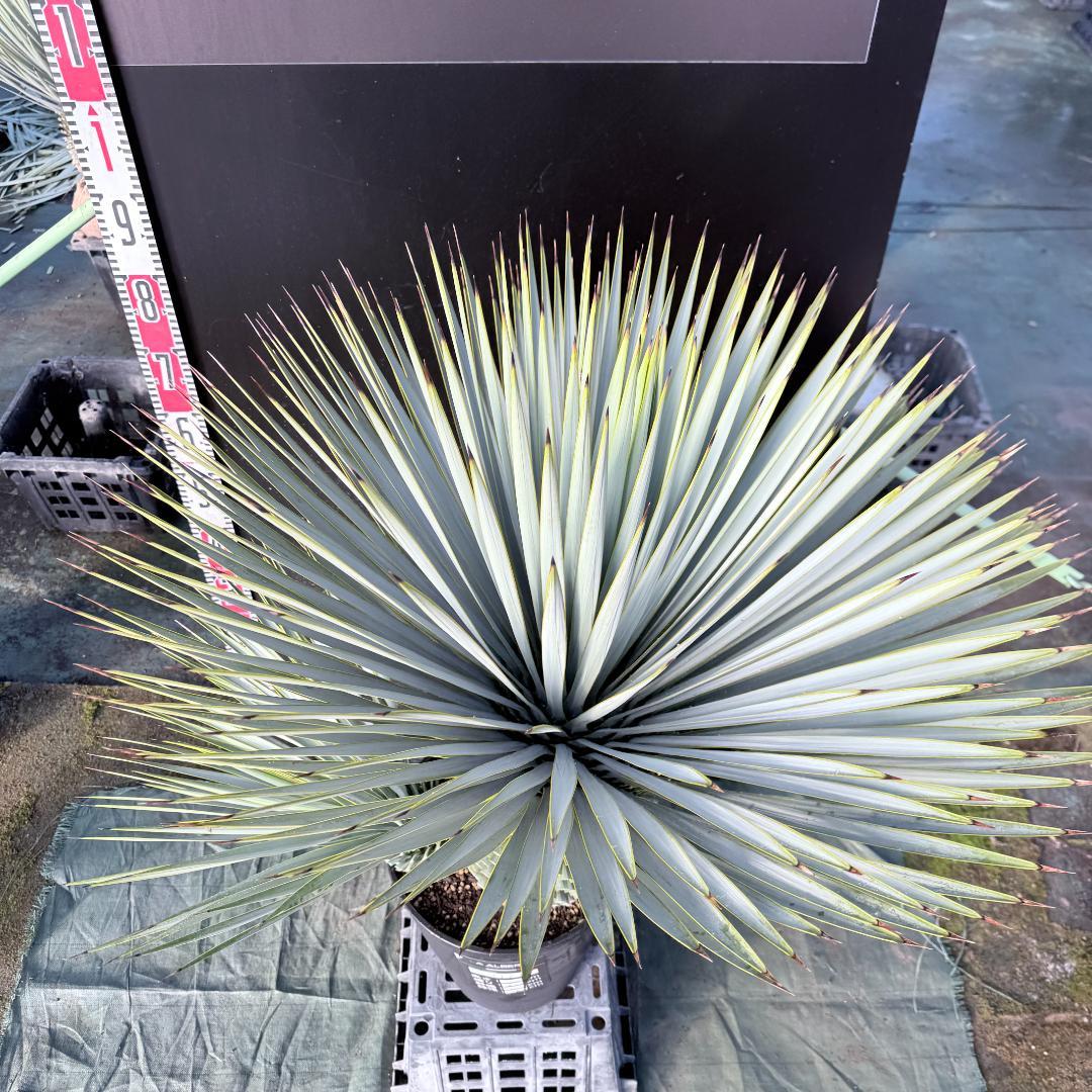 【AL1116】ユッカ　ロストラータ　希少ダブルヘッド