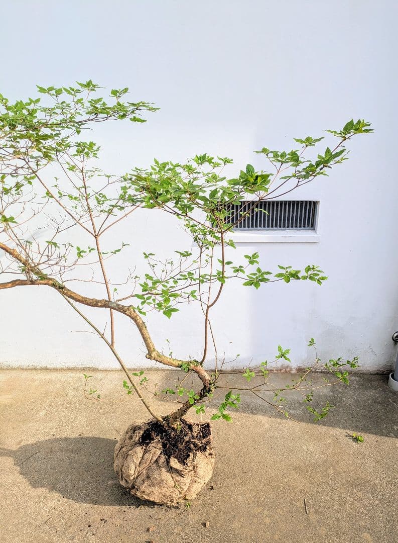 唯一無二。山採りヤマツツジ。