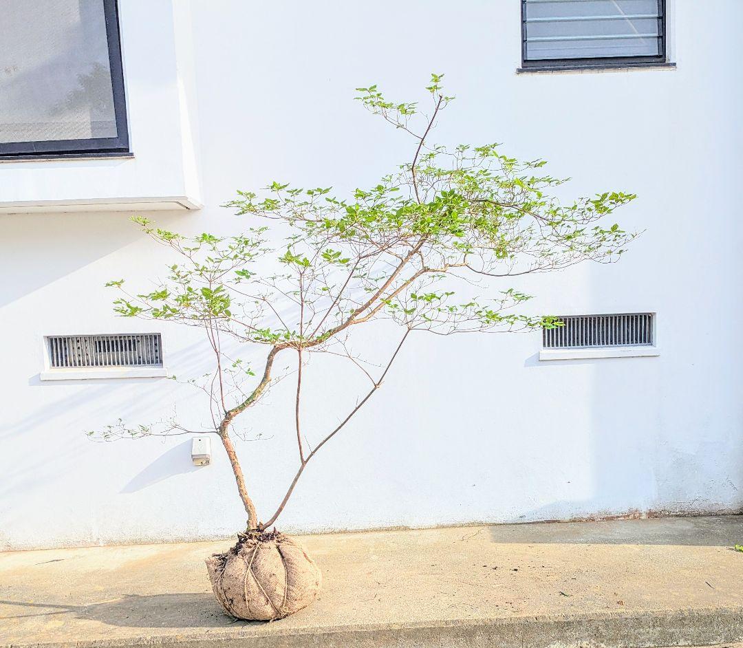 唯一無二。山採りヤマツツジ。