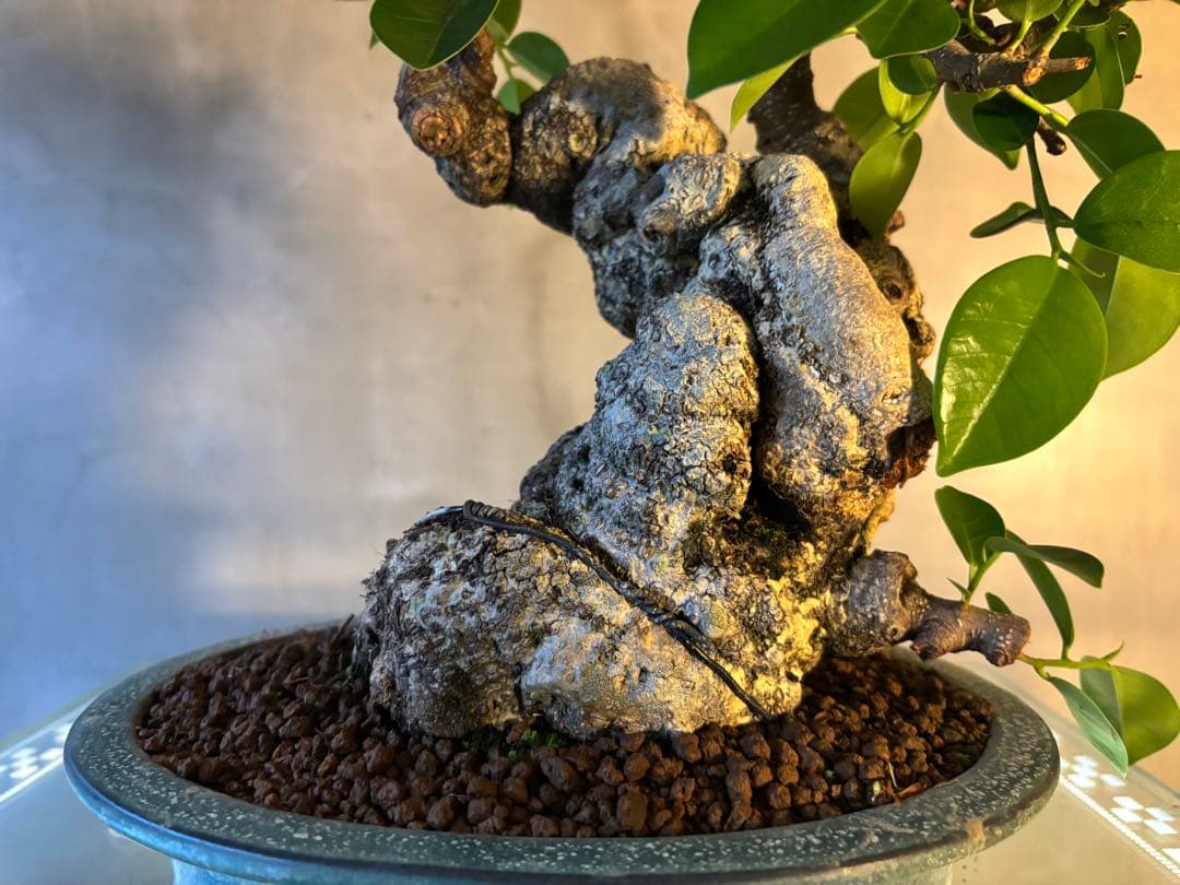 ガジュマル盆栽