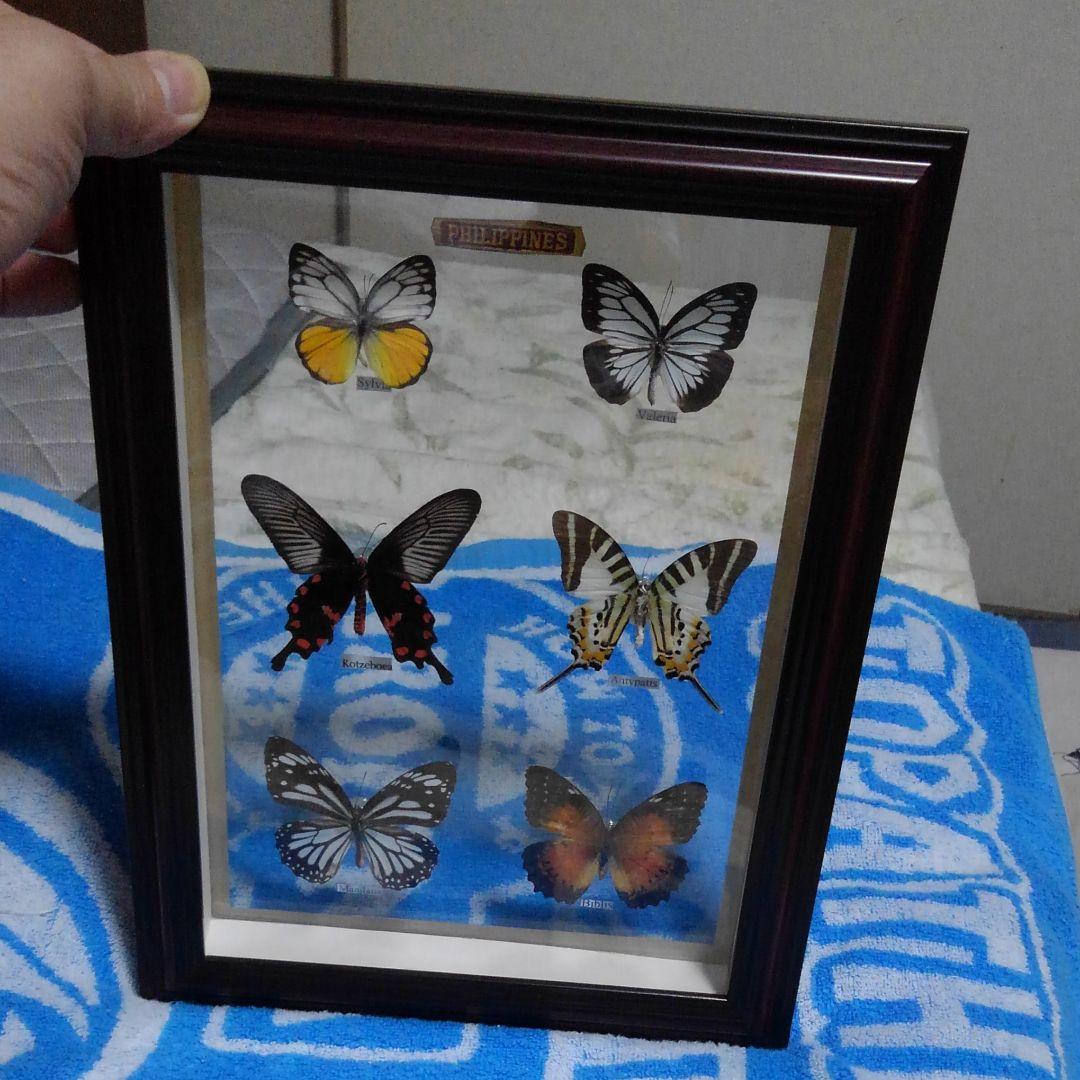 ！蝶蝶の標本!