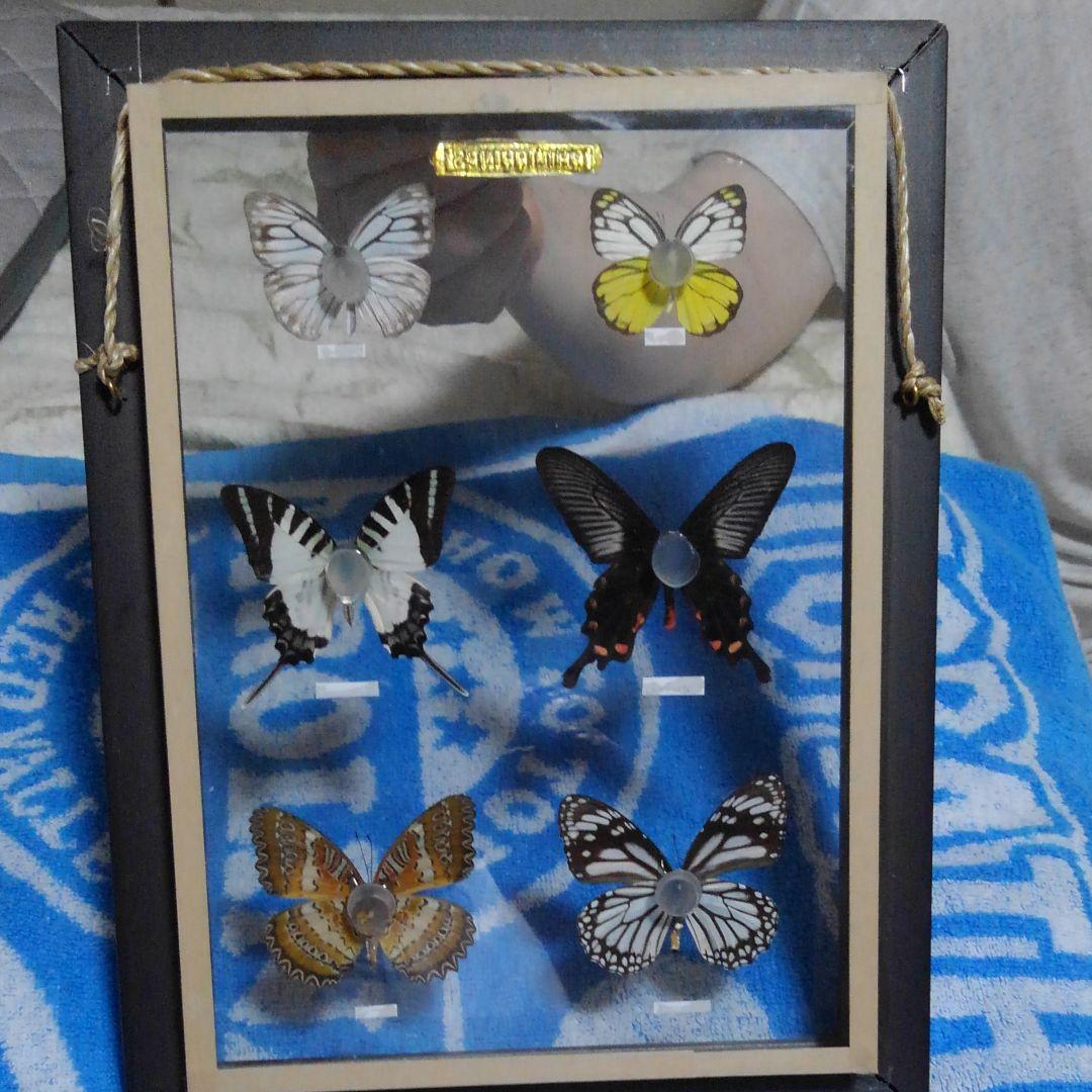 ！蝶蝶の標本!