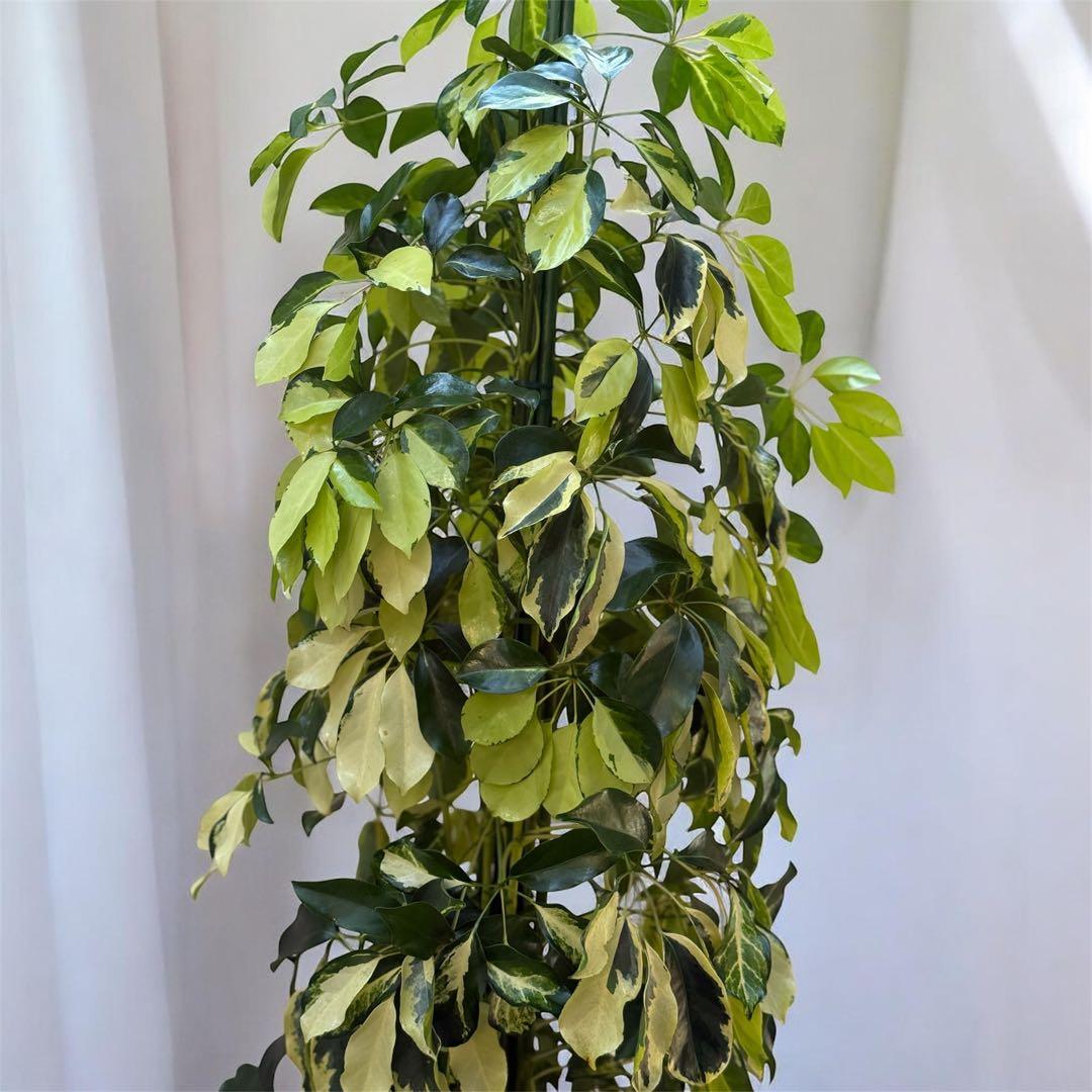 ☆ シェフレラ•ゴールドリーフ♪ 140cm 10号 リビングサイズ♪