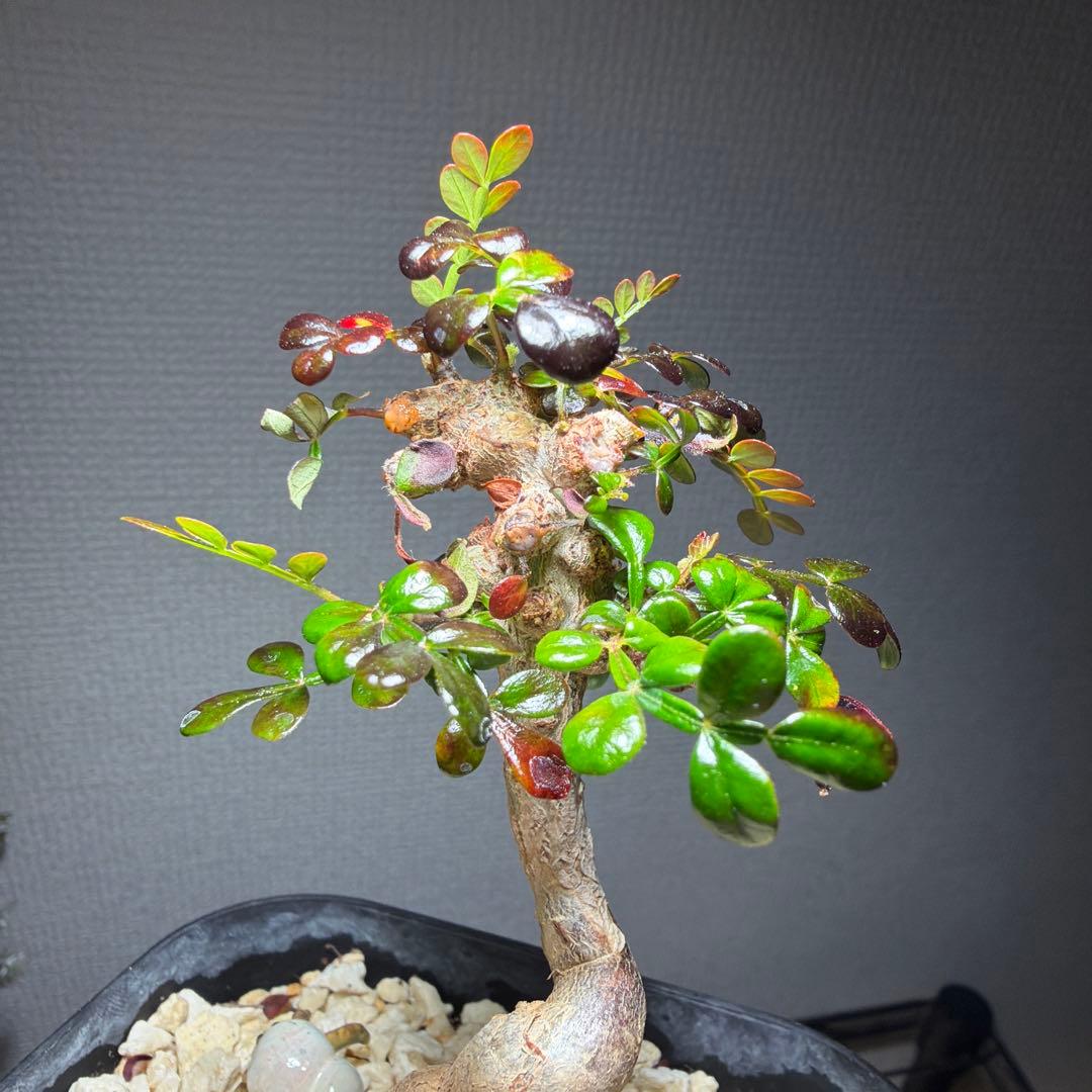 オペルクリカリアデカリー　国内実生4年　作り込み株　盆栽仕立て　芋大きめ