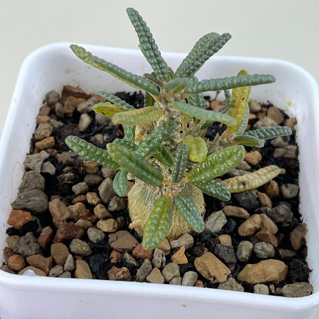 T*N様 E30実生 まん丸 ドルステニア ギガス ブラータ