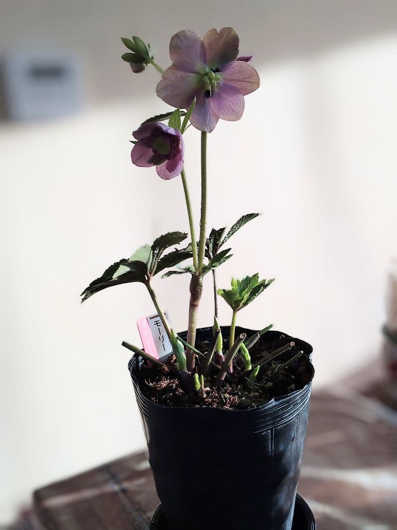 クリスマスローズ開花かぶ