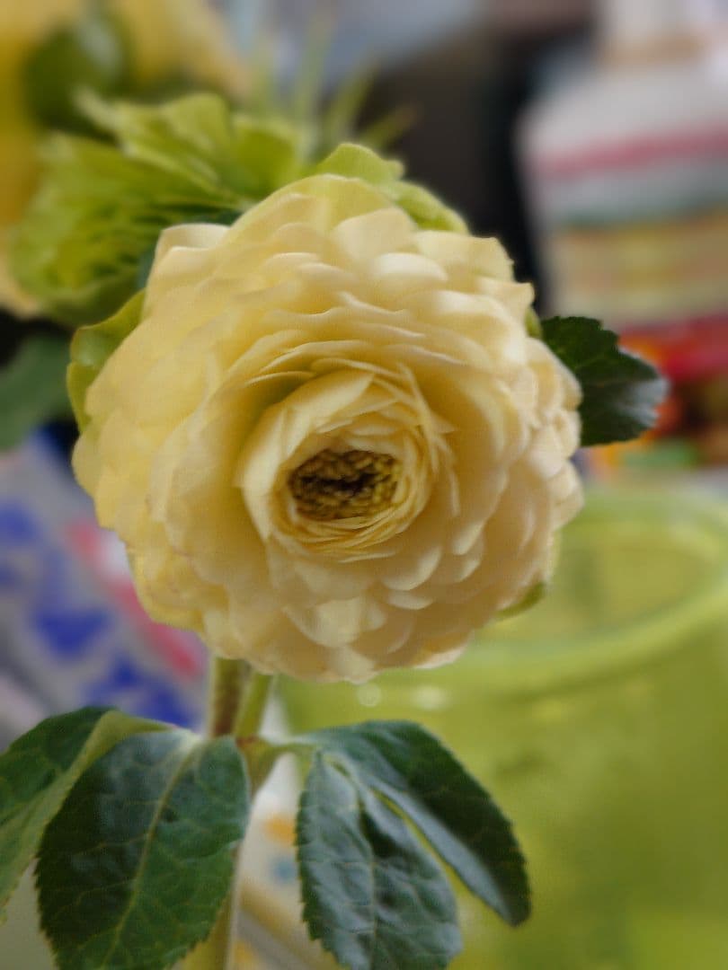 クリスマスローズ開花かぶ