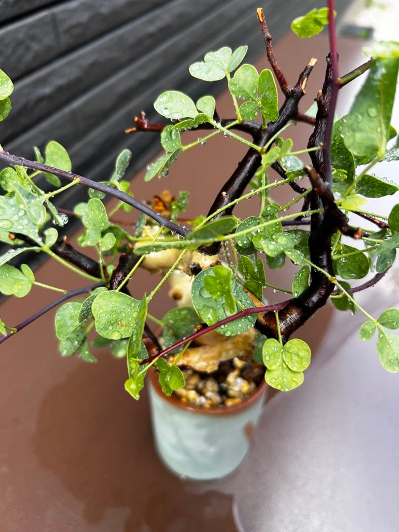 【発根済】コミフォラ カタフ ピュア ソマリア産