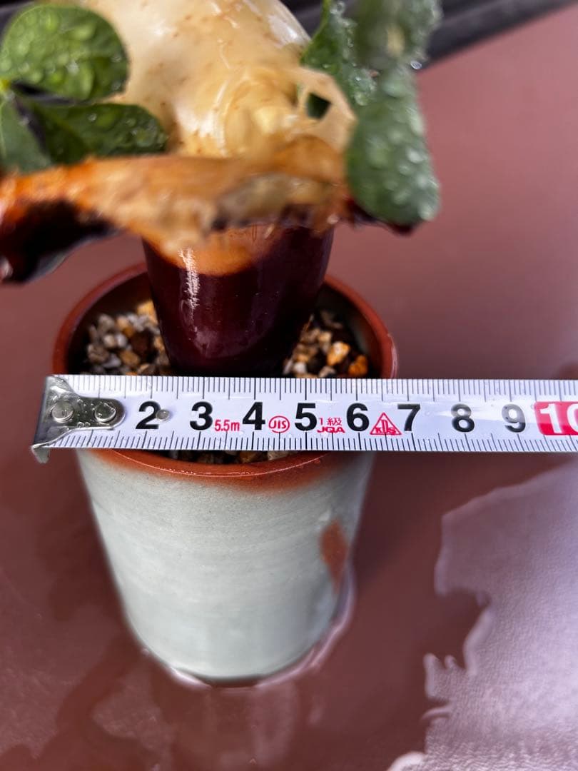 【発根済】コミフォラ カタフ ピュア ソマリア産