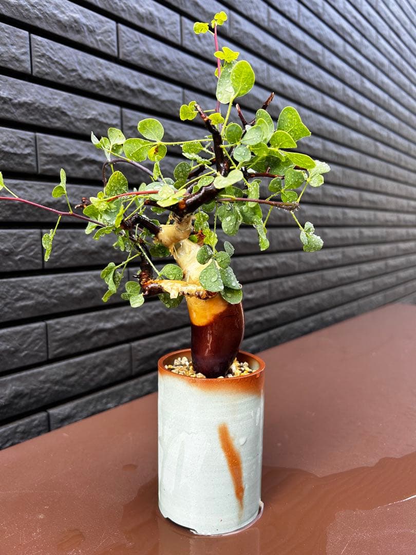 【発根済】コミフォラ カタフ ピュア ソマリア産