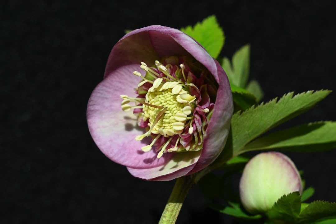 クリスマスローズ　sd多弁系レッドバイカラーカップ咲き　加藤農園