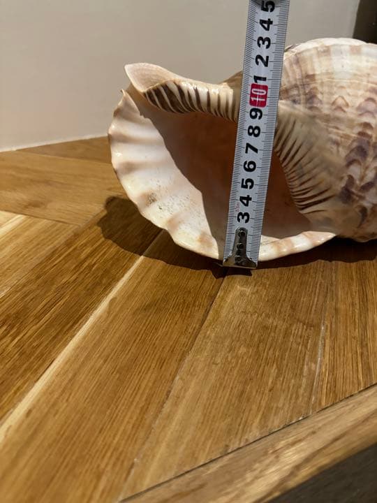 【沖縄】【石垣島】法螺貝　ほら貝　ホラガイ