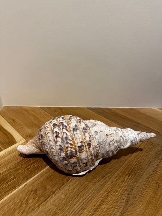 【沖縄】【石垣島】法螺貝　ほら貝　ホラガイ