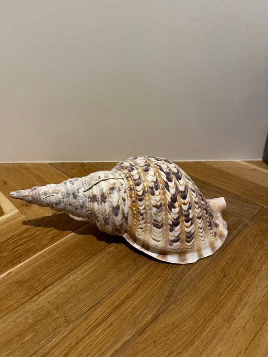 【沖縄】【石垣島】法螺貝　ほら貝　ホラガイ