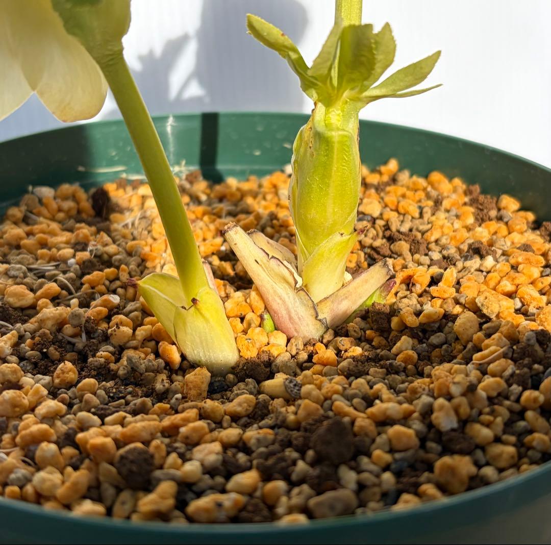 クリスマスローズ