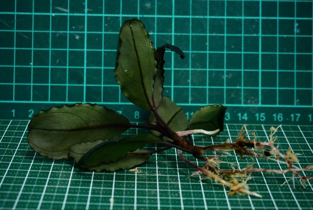 Bucephalandra sp.Red l 水の国