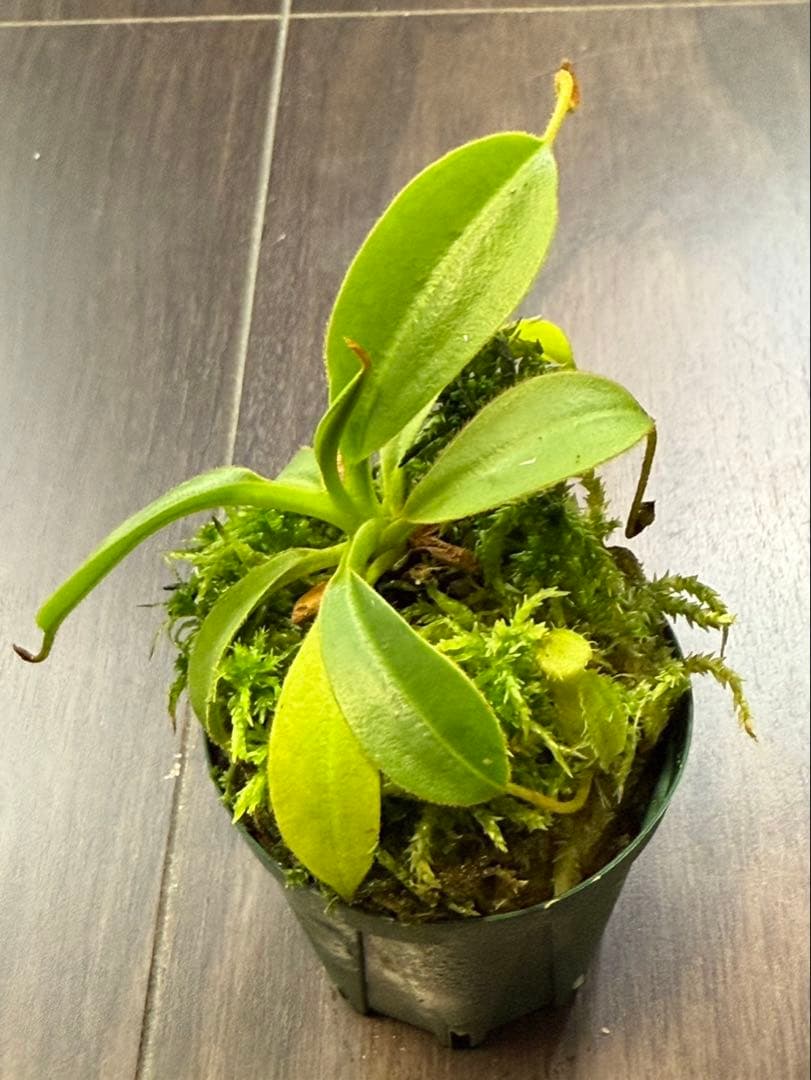 食虫植物N. xtrusmadensis AW clone:3