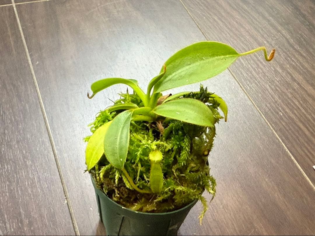 食虫植物N. xtrusmadensis AW clone:3