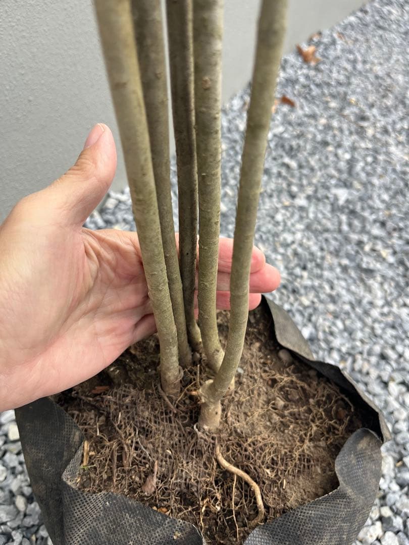 山採り天然　アオダモ　５本株立ち　84