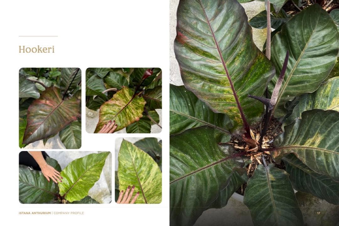 Anthurium Hookeri Sweeta Pink Polkadot ④