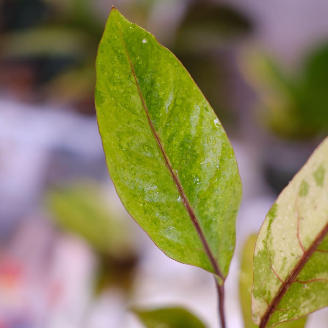 Anthurium Hookeri Sweeta Pink Polkadot ④