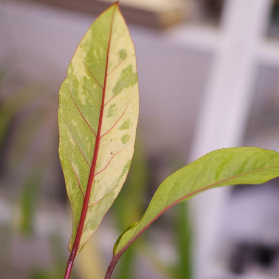 Anthurium Hookeri Sweeta Pink Polkadot ④
