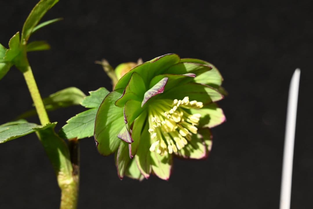 クリスマスローズ　Wild　Collection　加藤農園